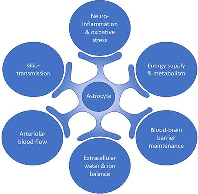 Astrocytes as Guardians of Neuronal Excitability: Mechanisms Underlying Epileptogenesis